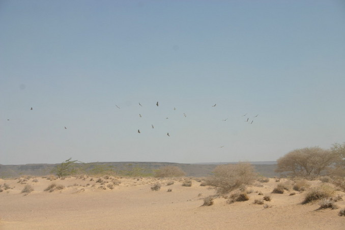 Vultures circling as we make our way across the desert...