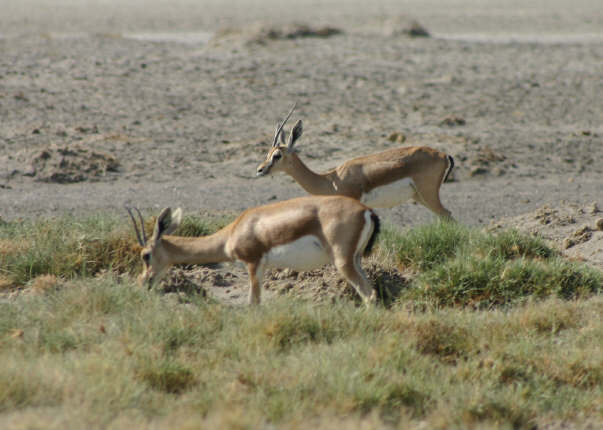 Gazelles as we neared Lake Abhé