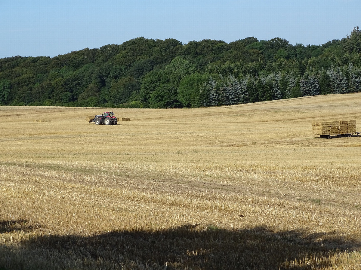 Farmers Collecting Straw Bails