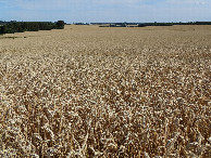 #9: Field With Crop