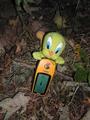 #6: Travelbug Tweety joining our trip