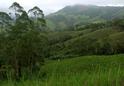 #3: East - Banana patch and cow grass fields