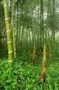 #7: Giant bamboo shoots by stream in confluence