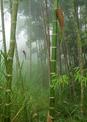 #8: Huge spider in grove of giant bamboo