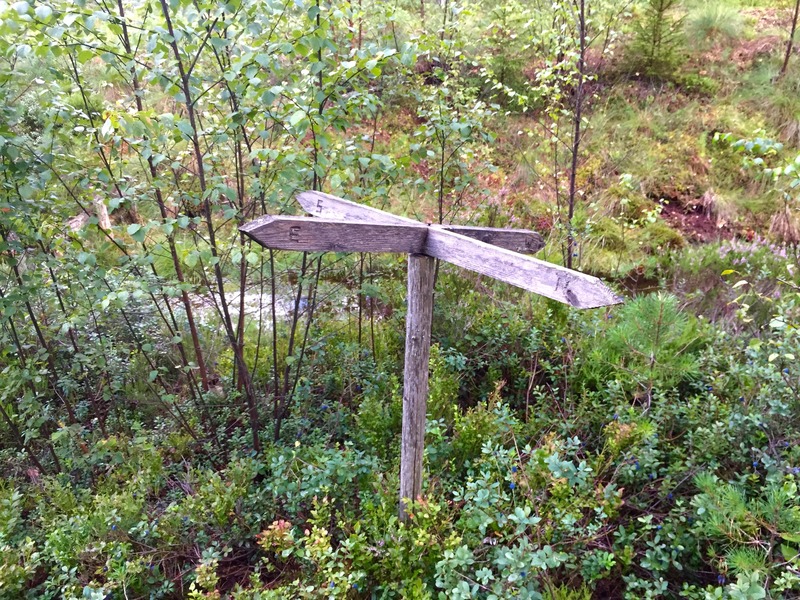 The confluence point lies at the intersection of two overgrown forest roads, with this old marker nearby