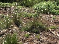 #9: Cotton Grass at the Confluence