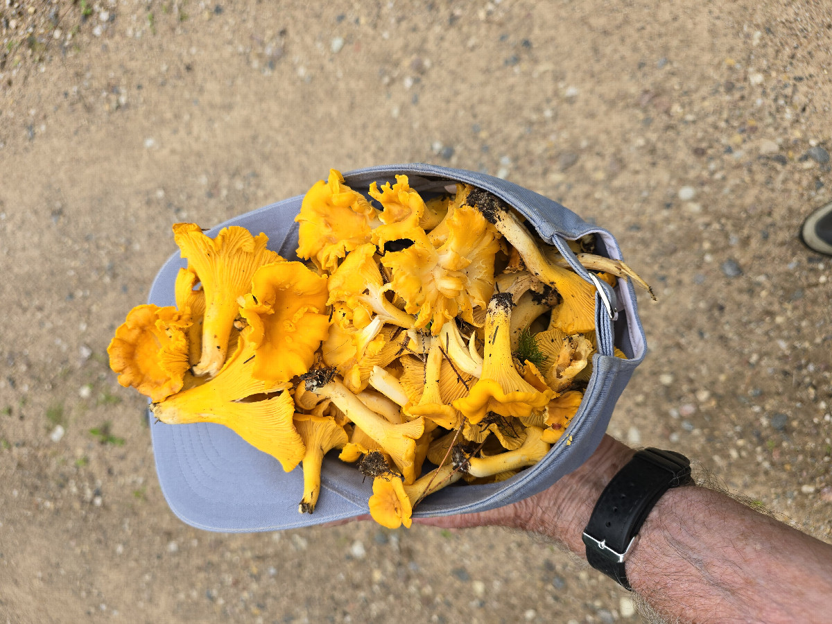 Chantarelles