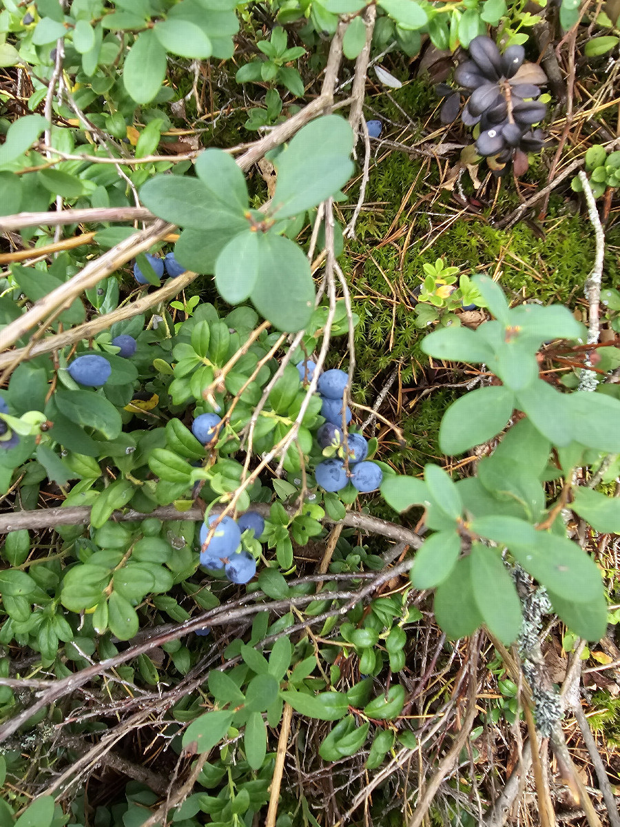 Bilberries