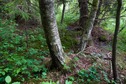 #5: The confluence point lies in forest, near this cluster of three trees