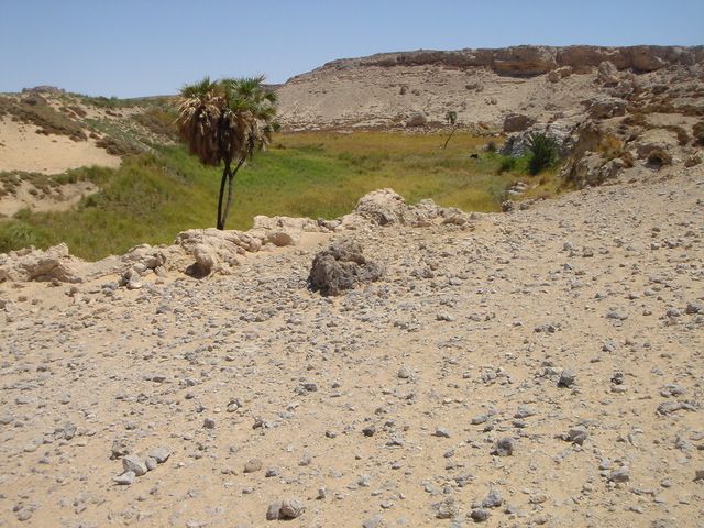 A view of the oasis at Kurkur