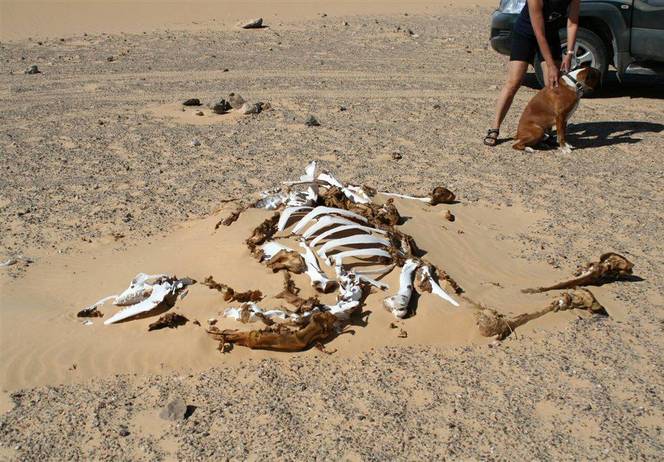 Gorby killed his first unfortunate desert traveller