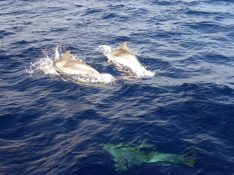 Visited by dolphins