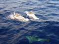 #6: Visited by dolphins