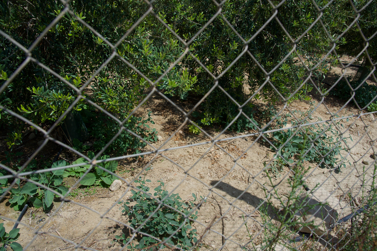 The confluence point lies just 1m away, inside this fenced orchard