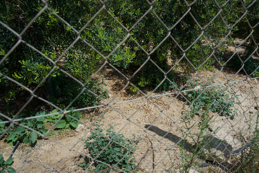 #1: The confluence point lies just 1m away, inside this fenced orchard