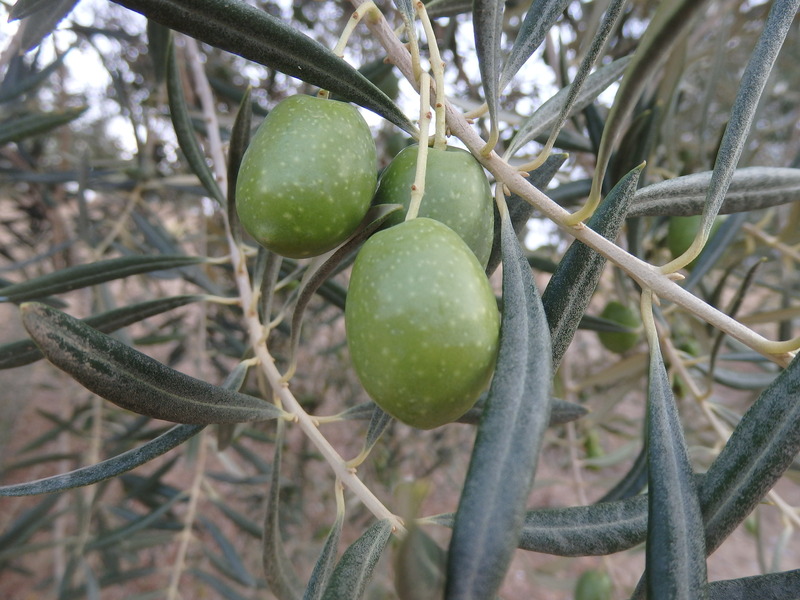 Olives at the Confluence Point