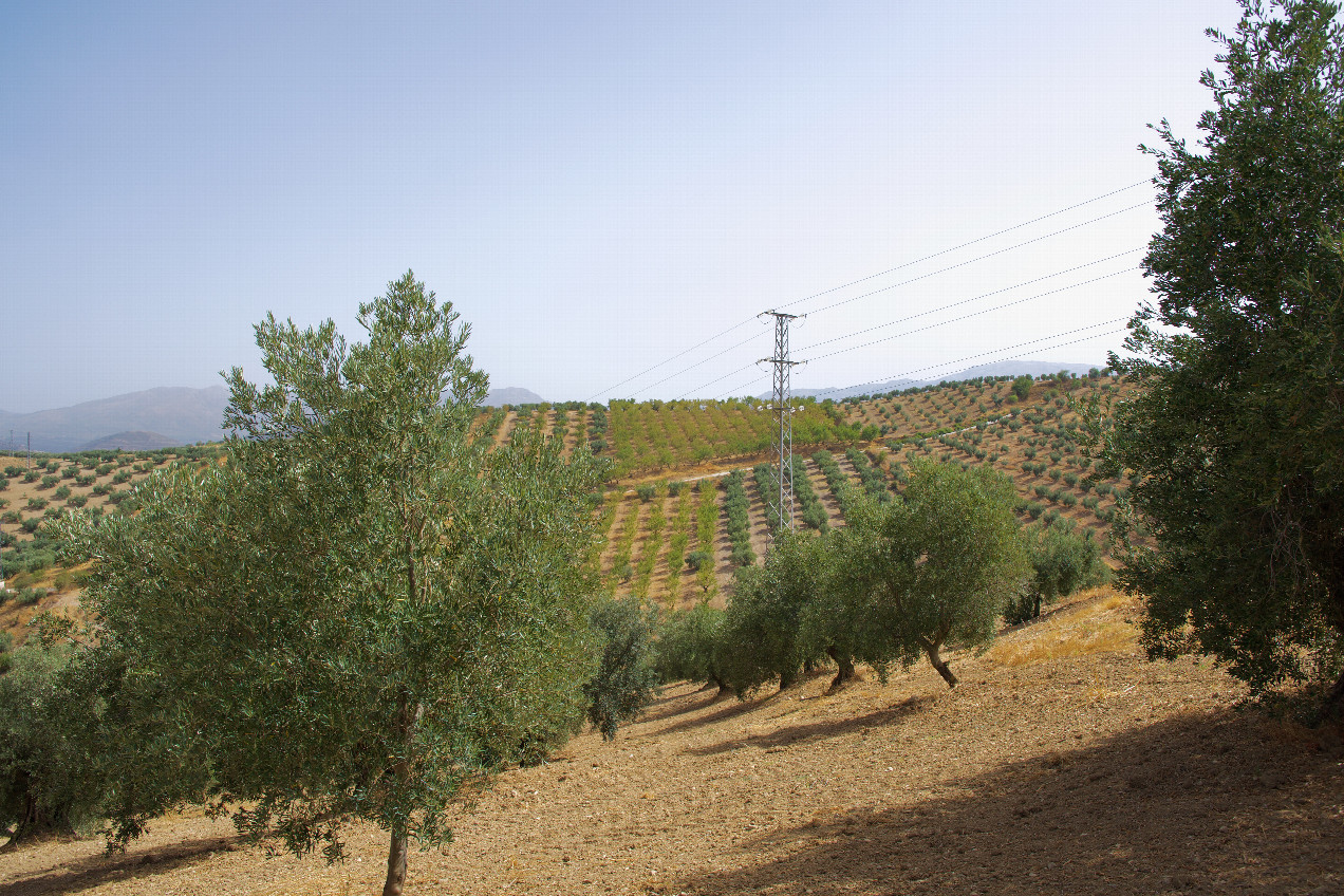 The confluence point lies in an olive grove.  (This is also a view to the South.)