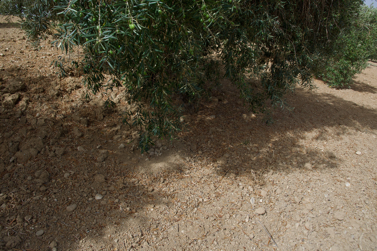 Ground cover at the confluence point