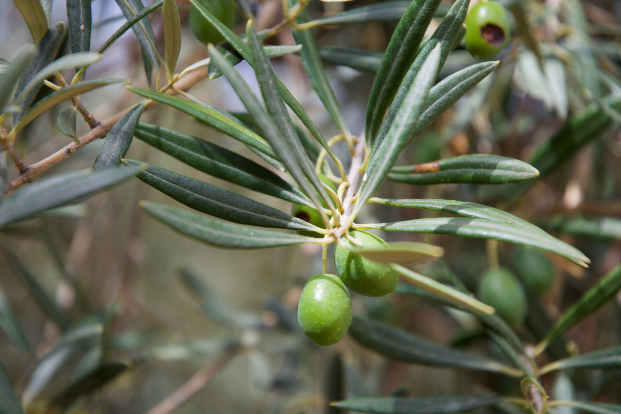 (Unripe) olives at the point