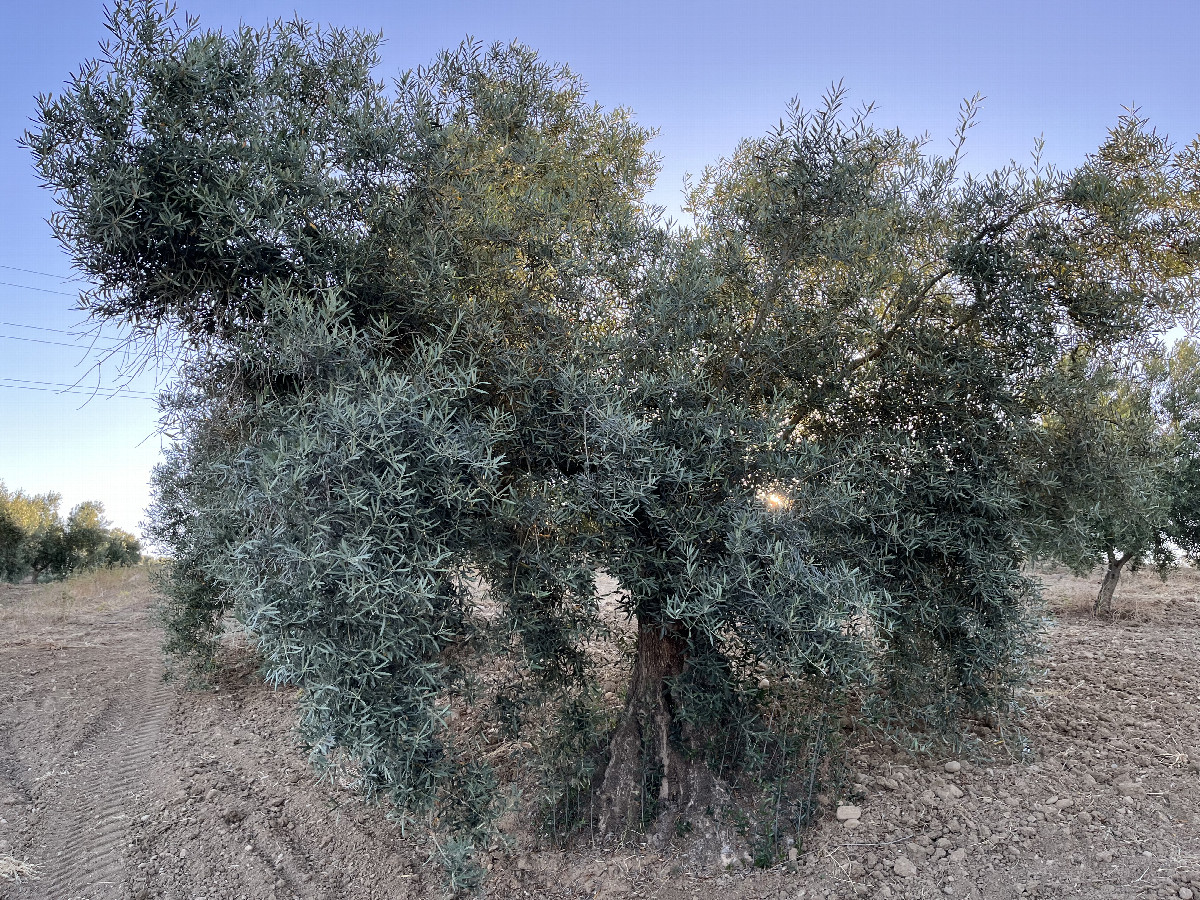 General view of the CP