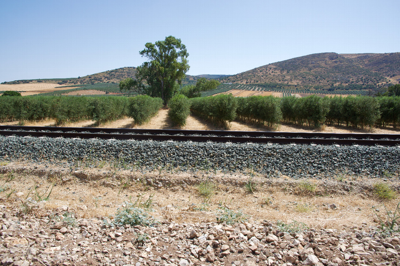 The confluence point lies next to a railway track.  (This is also a view to the South, across the railway track, towards an olive grove.)