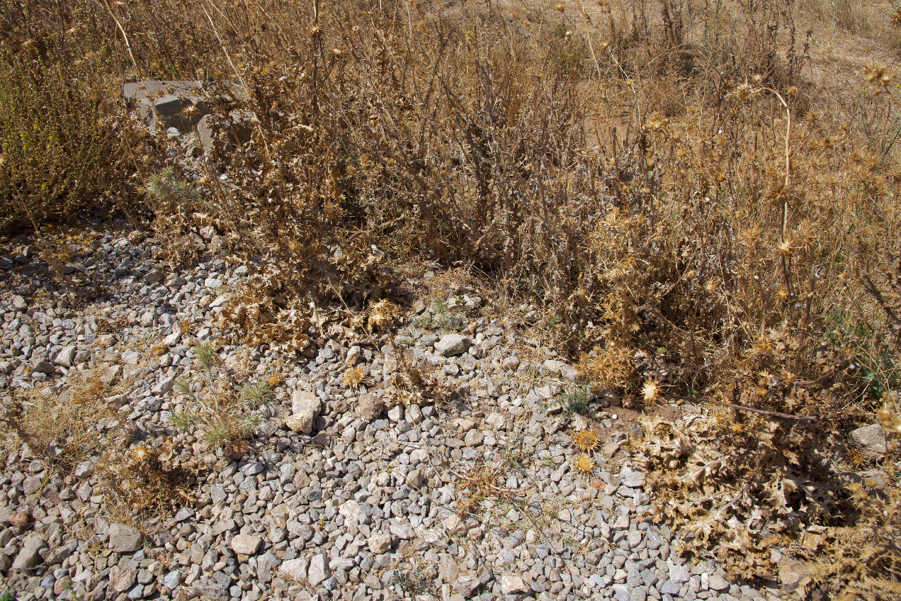 Ground cover at the confluence point