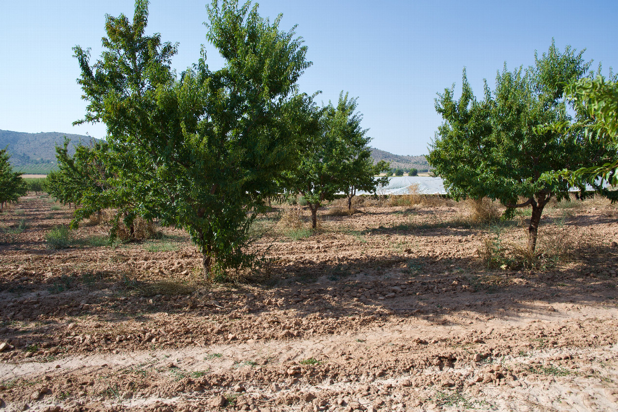 The confluence point lies inside an almond orchard.  (This is also a view to the North, showing nearby covered grapevines.)