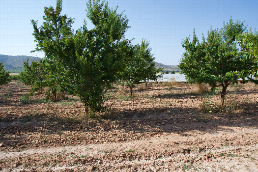 #1: The confluence point lies inside an almond orchard.  (This is also a view to the North, showing nearby covered grapevines.)