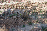 #5: Ground cover at the confluence point