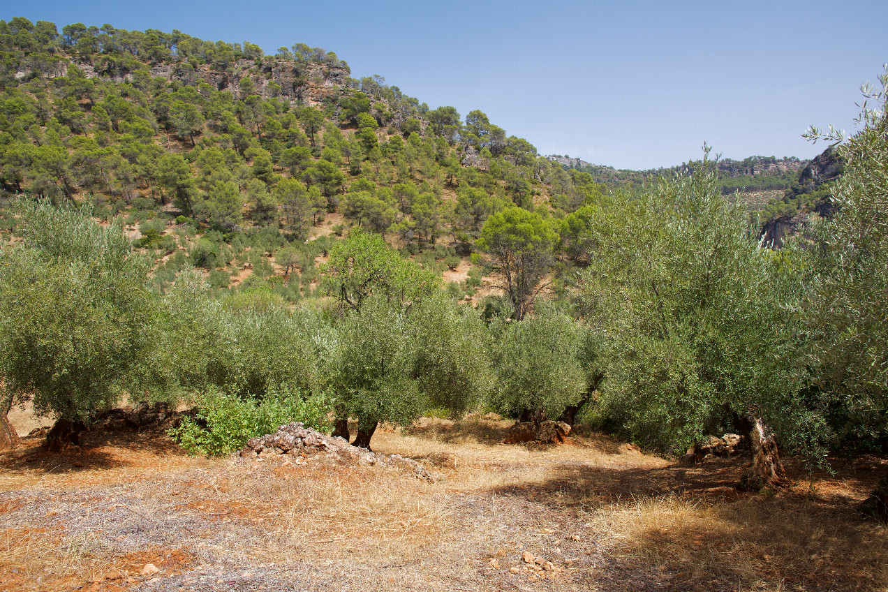 The confluence point lies on a clearing, in a small hillside olive grove.  (This is also a view to the East.)