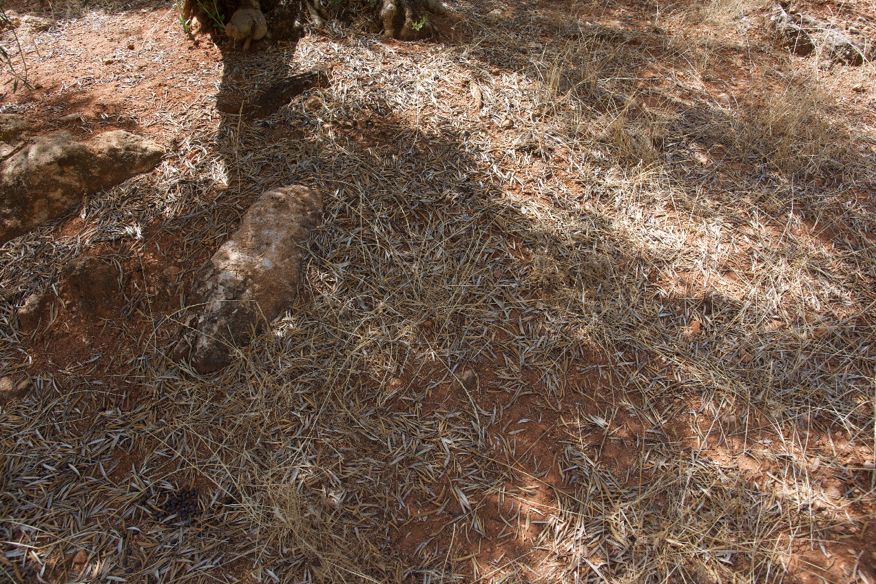 Ground cover at the confluence point