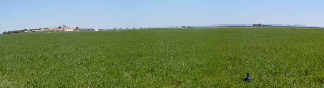 Sea of barley in Albacete - La Mancha