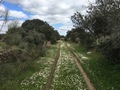 #10: Track to the Confluence with daisies