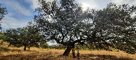 #9: Descanso en el gran olivo