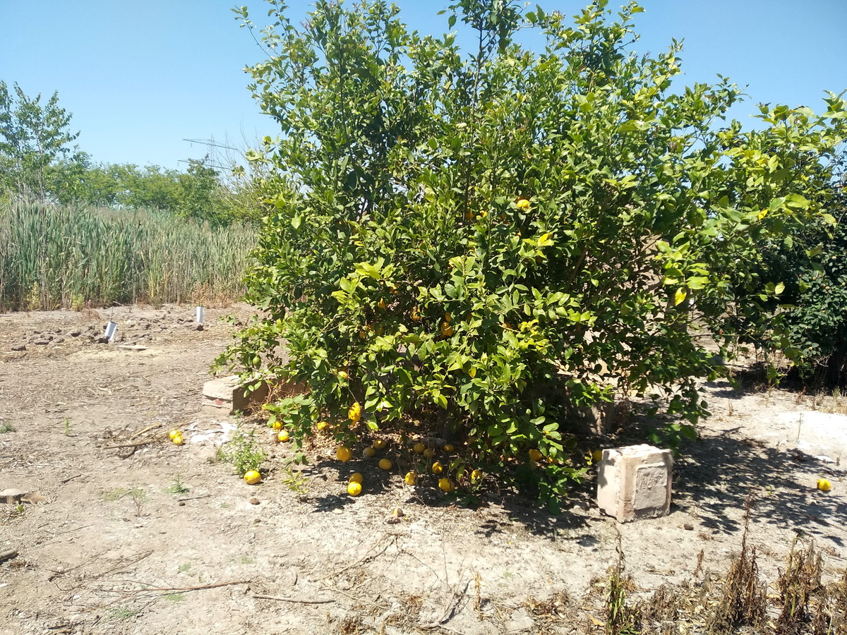 Lemon tree / Лимон