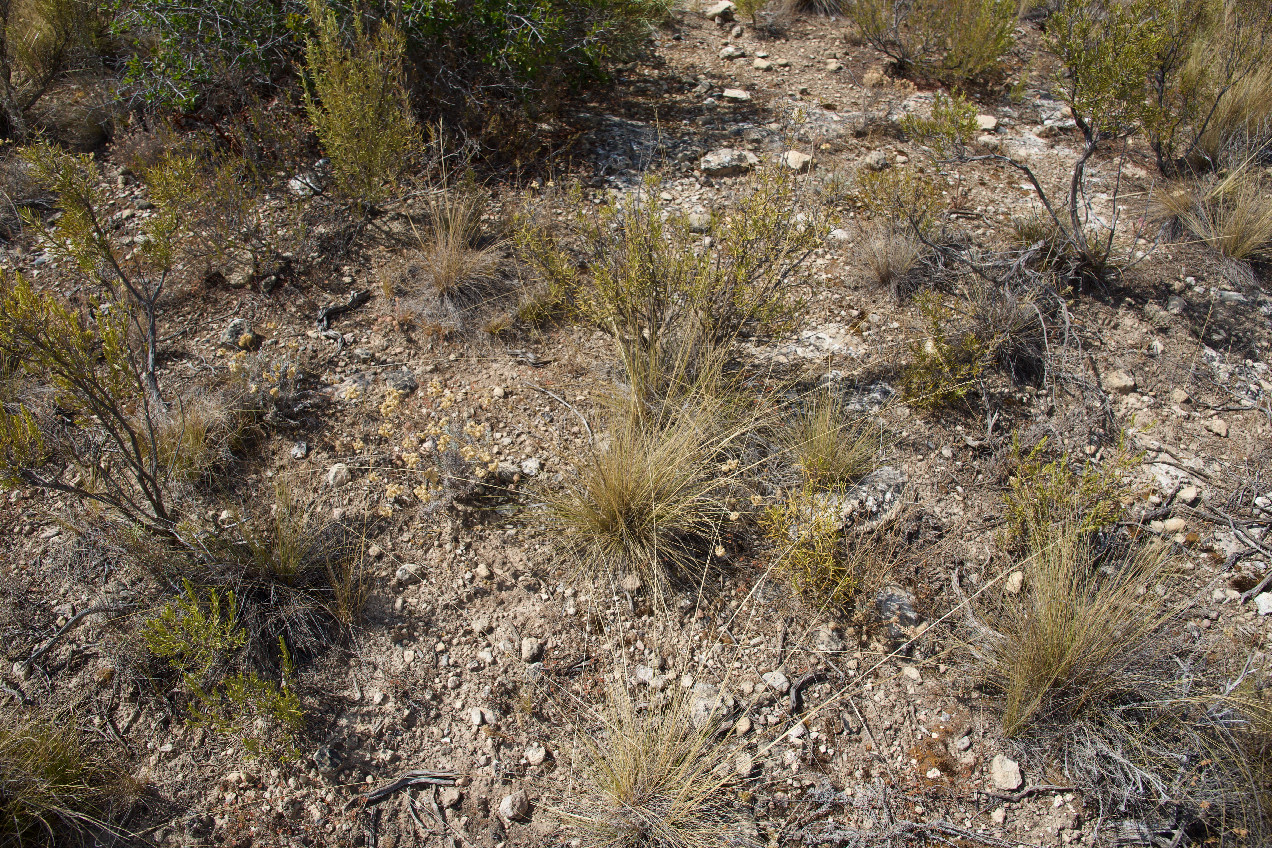 Ground cover at the confluence point