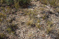 #5: Ground cover at the confluence point