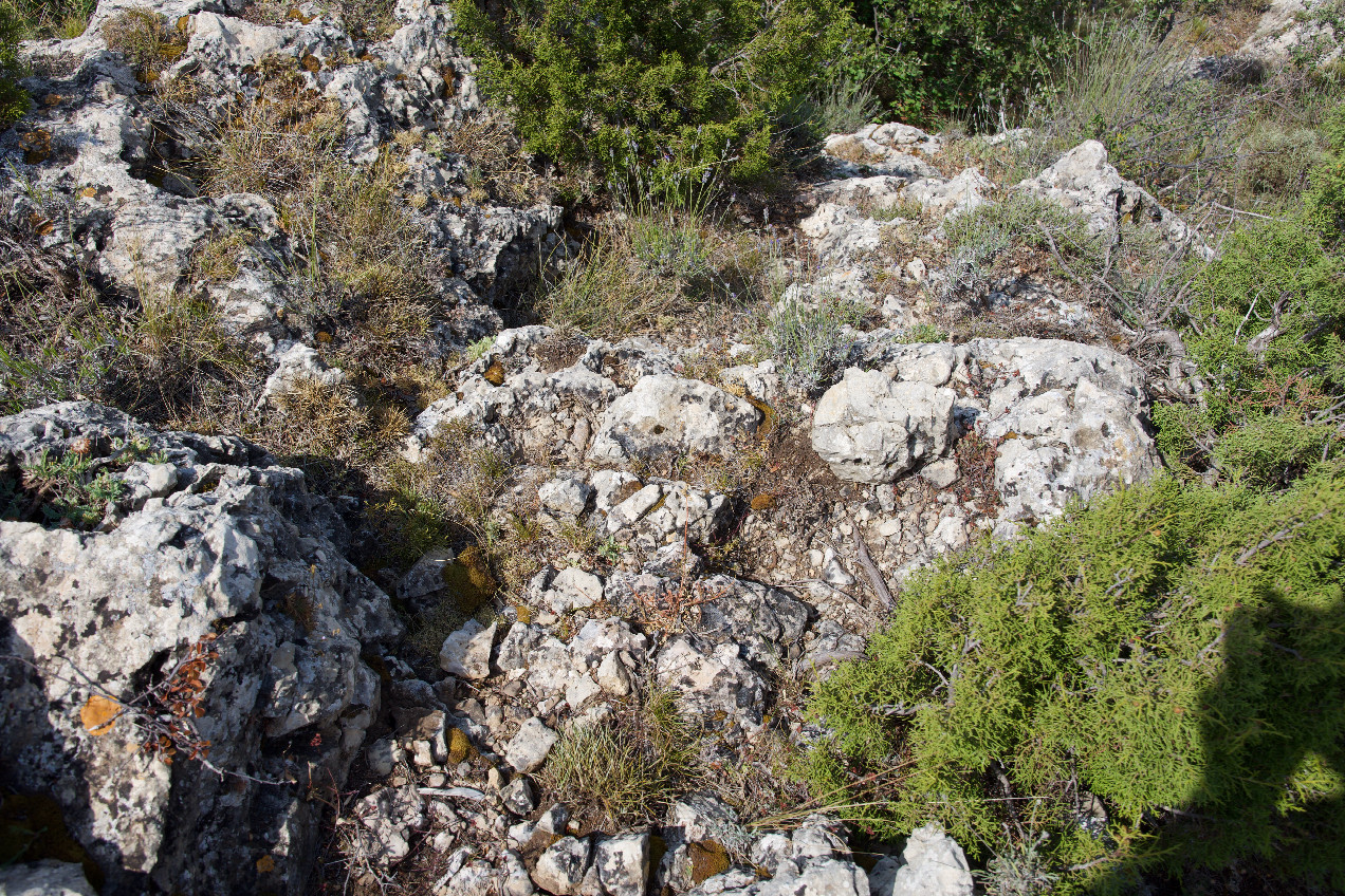 Ground cover at the confluence point