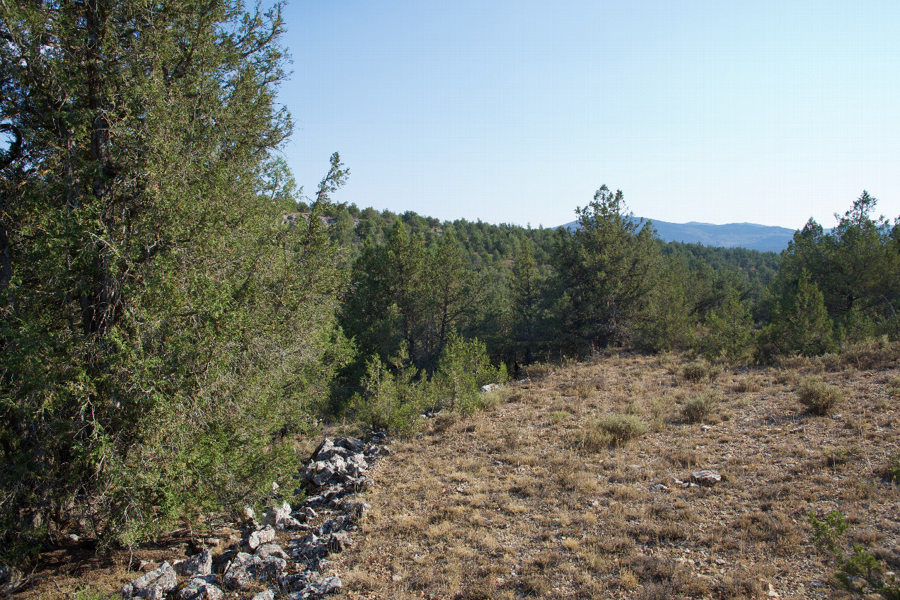 The confluence point lies in a wooded area, next to the remnants of an old stone wall.  (This is also a view to the South.)
