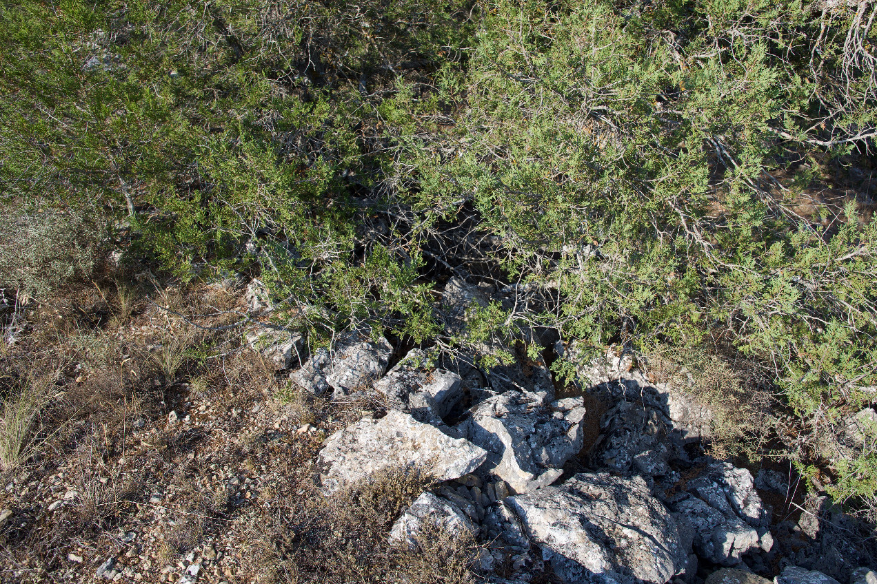 Ground cover at the confluence point