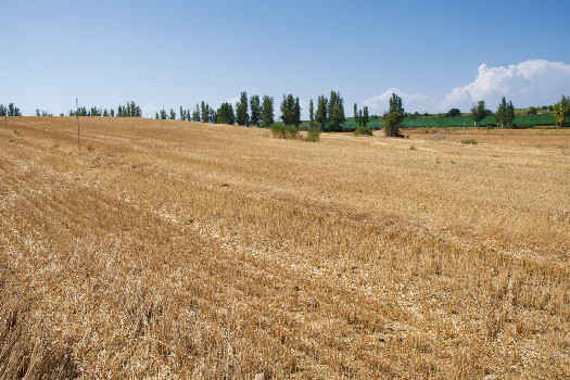 #1: The confluence point lies in a farm field - currently fallow.  (This is also a view to the North, towards a gravel road, 240m away.)
