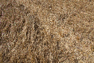 #5: Ground cover at the confluence point