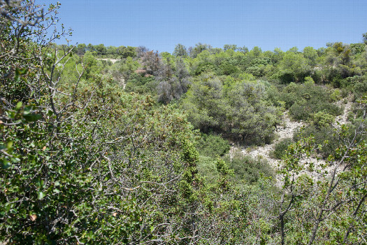 #1: The confluence point lies in a small, scrub-filled ravine.  (This is also a view to the North, towards the nearby access road.)