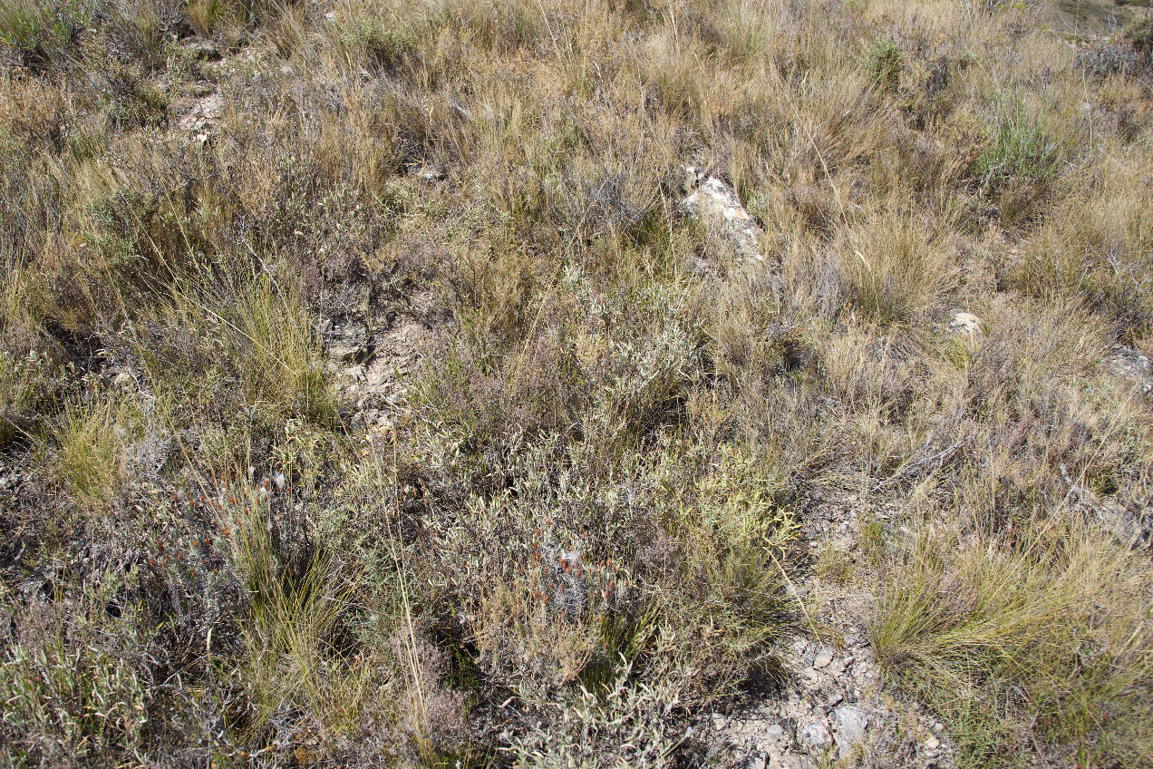 Ground cover at the confluence point