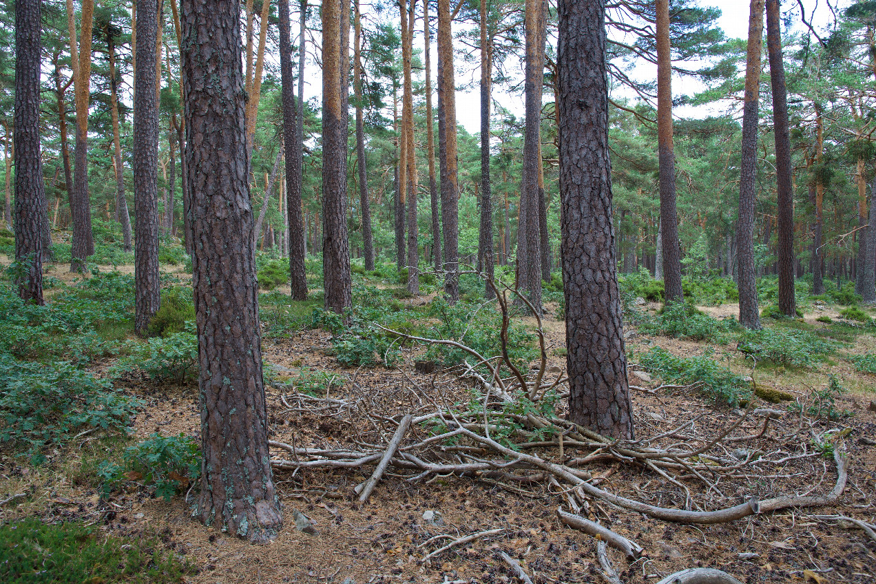 The confluence point lies in a pine forest  (This is also a view to the East.)