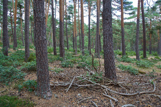 #1: The confluence point lies in a pine forest  (This is also a view to the East.)