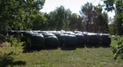 #6: Latex Silage Nearby