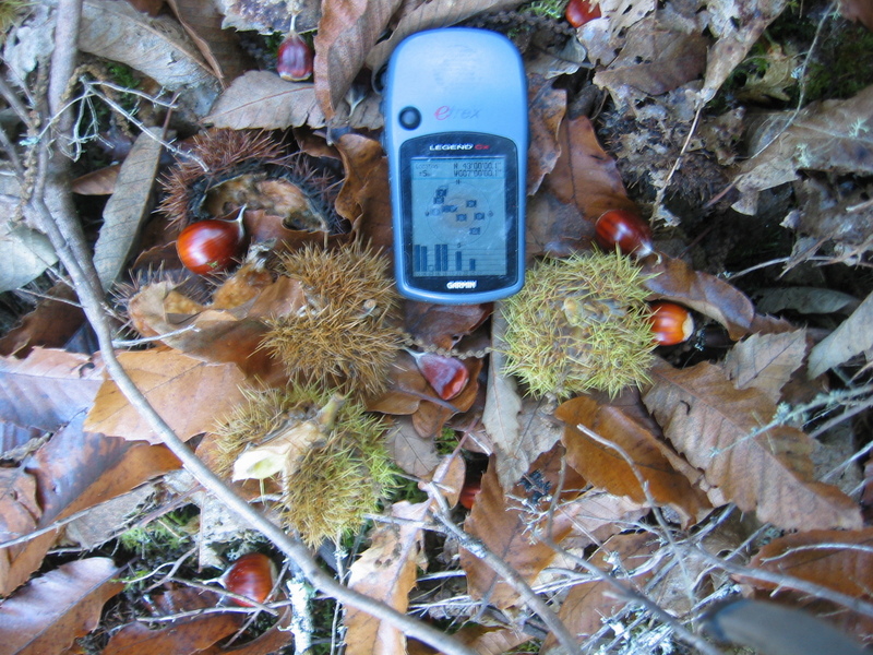 The Ground Covered by Chestnuts