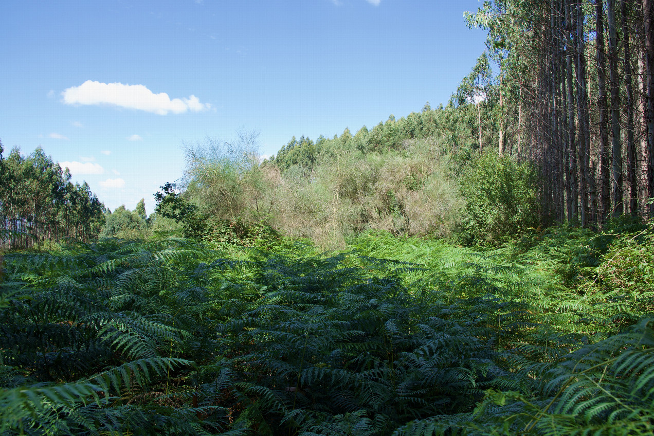 The confluence point lies on the edge of a commercial eucalyptus forest.  (This is also a view to the North, showing the forest just to the right.)