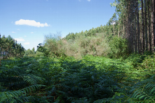 #1: The confluence point lies on the edge of a commercial eucalyptus forest.  (This is also a view to the North, showing the forest just to the right.)